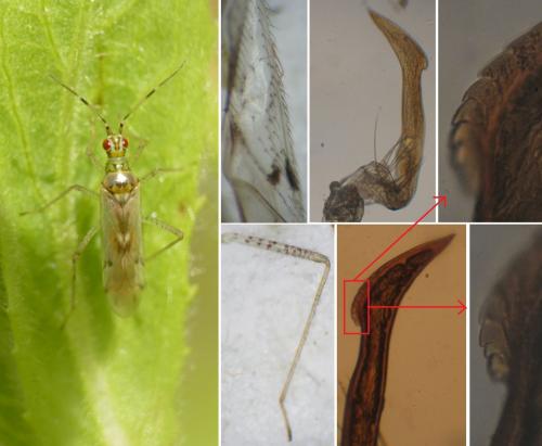 Réf. 260 786 : Dicyphus sp.